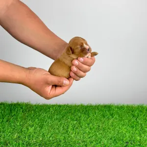 Кавалер кинг-чарльз-спаниель - Lisbeth