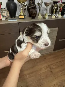 Yorkshire Terrier - Full Of Heart Joraya