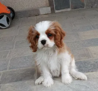 Cavalier king Charles spaniel - Paddington