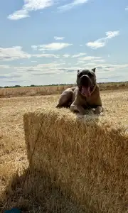 Cane Corso - Timoniere Quintiliano