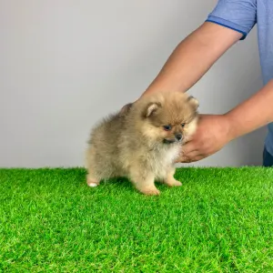 German Pomeranian Spitz - Dally