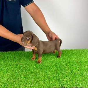 Dachshund - Chubby