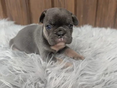 Bulldog francese - Greta