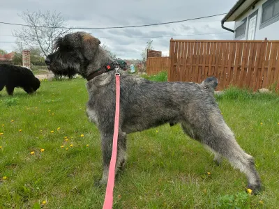 Schnauzer géant - Carlos