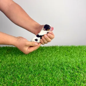 Biewer teriér - Oliver