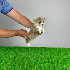 Welsh Corgi Pembroke - Prissy