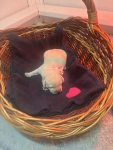 Labradorský retrívr - Heroes Of Kelly Pandora