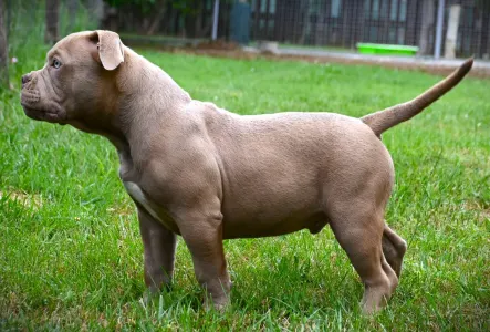 American Bully - Pocket - Ghostface Fighters Macho