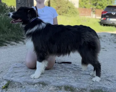 Border Collie - Echo