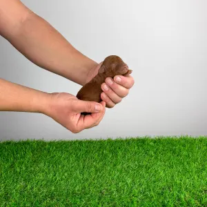 Pudel miniaturowy - Mimoza