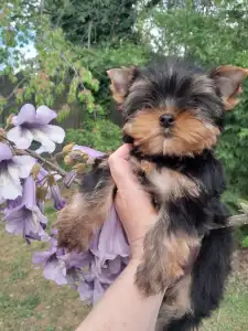 Yorkshire Terrier - Shazam