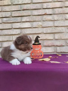 Australian Shepherd - Con Panna