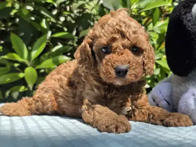 Cavapoo - Curlyjack