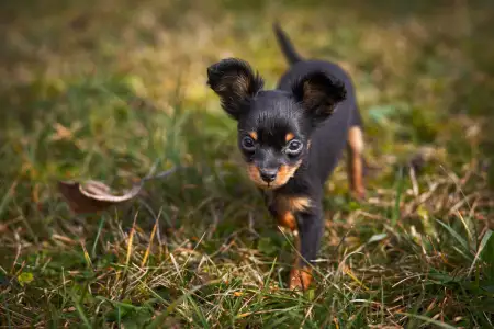 Russian Toy Terrier - Coco Chanel