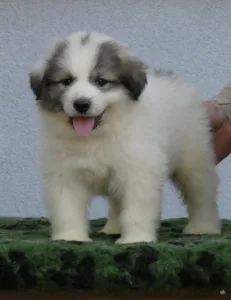 Pyrenean Mountain Dog - Candybelldream Escobar