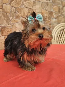 Yorkshire Terrier - Carola