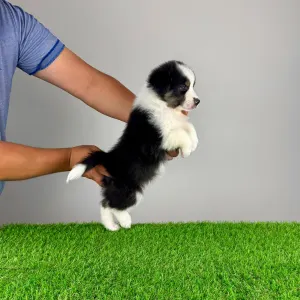 Australian Shepherd - Ventor