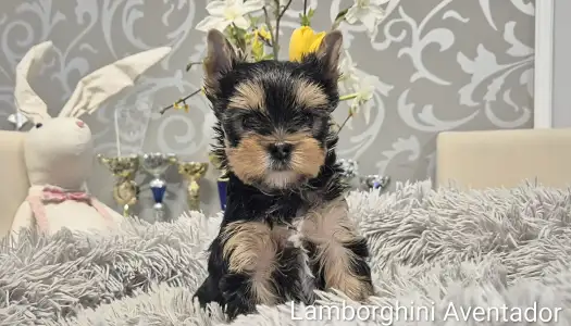 Yorkshire Terrier - Lamborghini Aventador