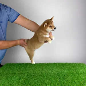 Shiba Inu - Mizu
