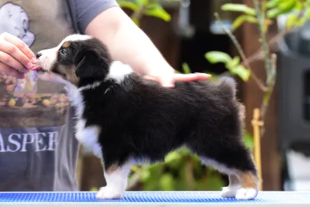 Австралийская овчарка - Winstead Paragon Lady