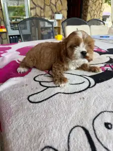 Cavapoo - Charlie