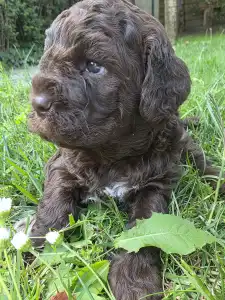Lagotto Romagnolo - Aliszia
