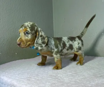 Dachshund - Chris