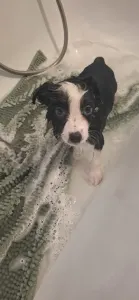 Border Collie - Mini