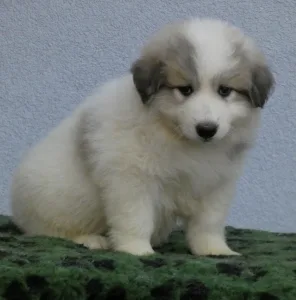Pyrenean Mountain Dog - Candybelldream Ella