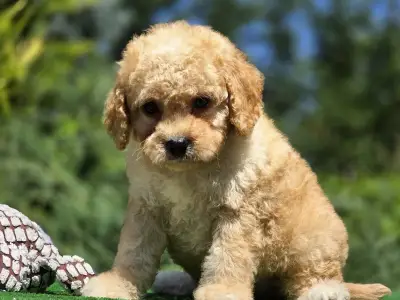 Cavapoo - Hugo