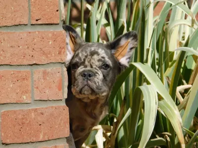 Französische Bulldogge - Max