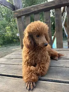 Caniche Nain - Samu
