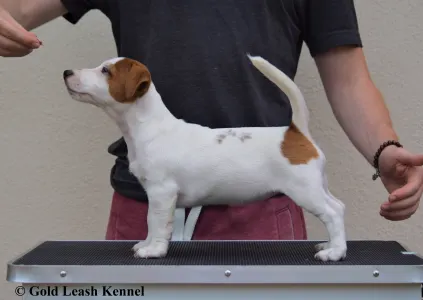 Jack Russell Terrier - Gold Leash Kennel