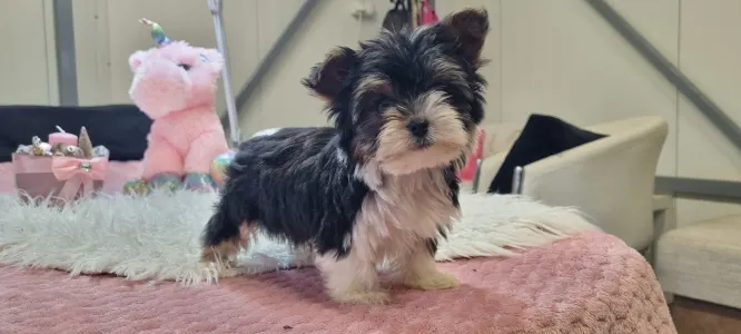 Biewer Terrier - Odin