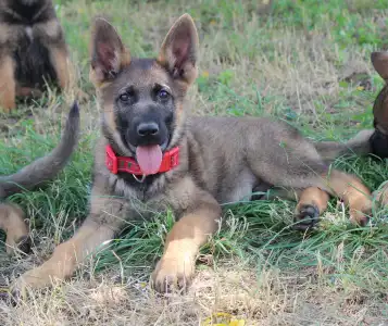 German Shepherd Dog - Talat