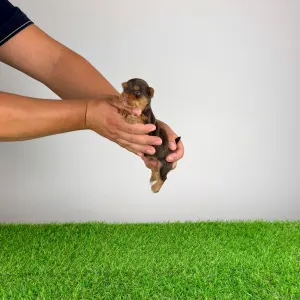 Yorkshire terrier - Harmony