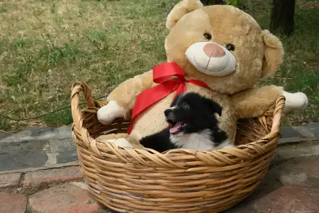 Border Collie - Dazzling Borders Braveheart