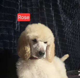 Óriás uszkár - Giant Miracles Extazy Diamond Rose