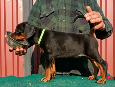 Доберман - Irina