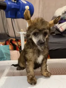 Chinese Crested Dog - Powder Sable Boy