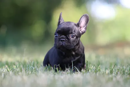 French Bulldog - Bagira