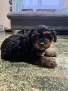 Yorkshire Terrier - Wuki