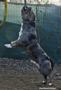 Amerikai Bully - Pocket - Ak Bully Simba/duxy
