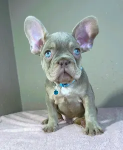Buldog francuski - Enzo