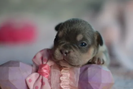 Französische Bulldogge - Lola