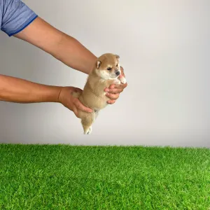 Shiba Inu - Vana