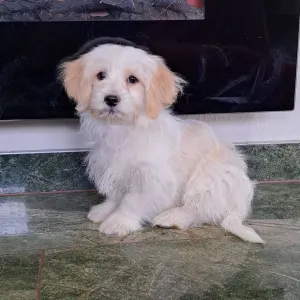 Havanese - Havas
