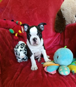 Boston Terrier - Endi