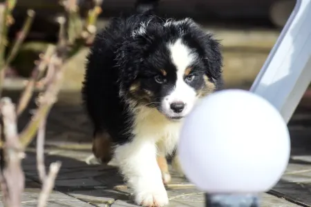 Miniature American Shepherd - Winstead Of Smoke And Saddle 