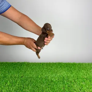 Dachshund - Chibo